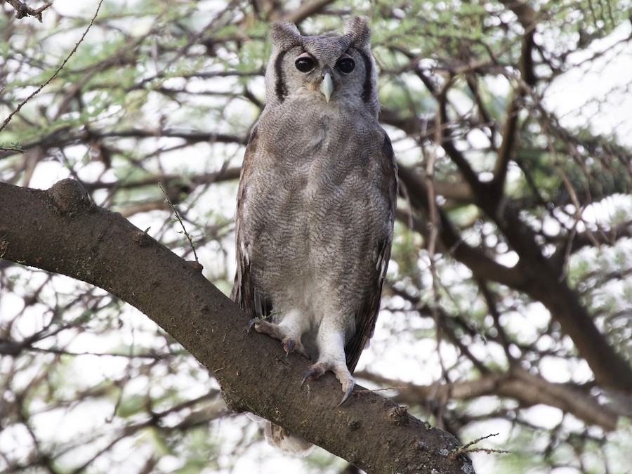 Verreaux's Eagle-Owl - eBird