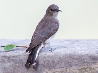 Brown-backed Honeybird - Prodotiscus regulus - Birds of the World