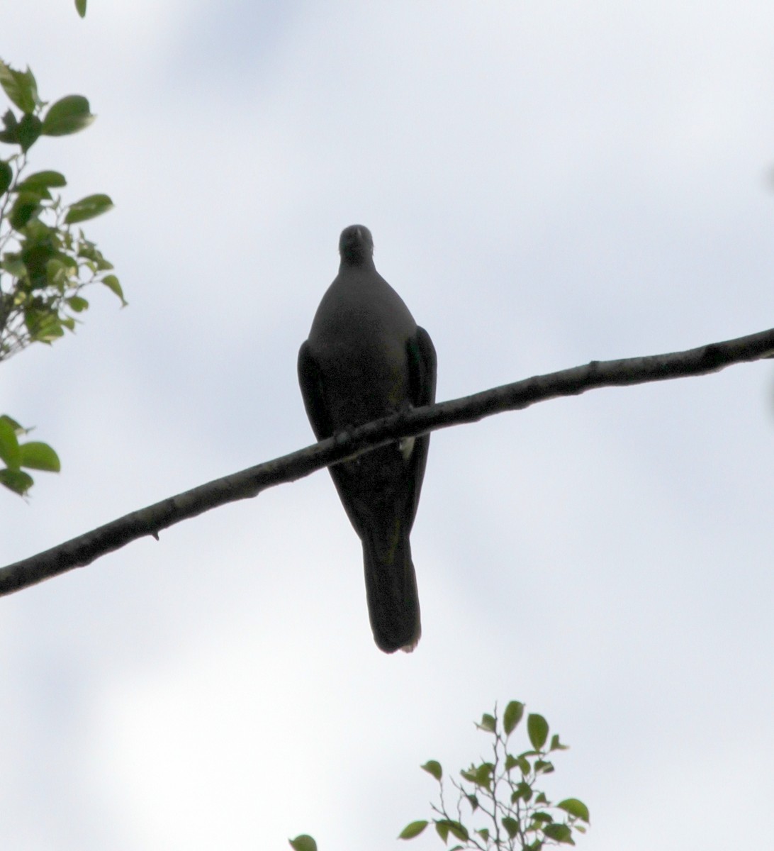 Timor Imperial-Pigeon - ML219623261