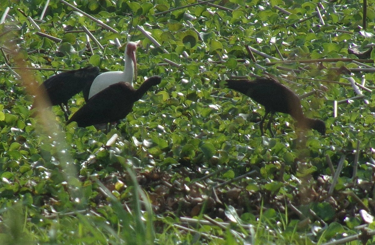 ibis hnědý - ML219625181