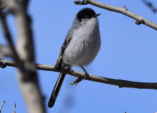 California Gnatcatcher - eBird