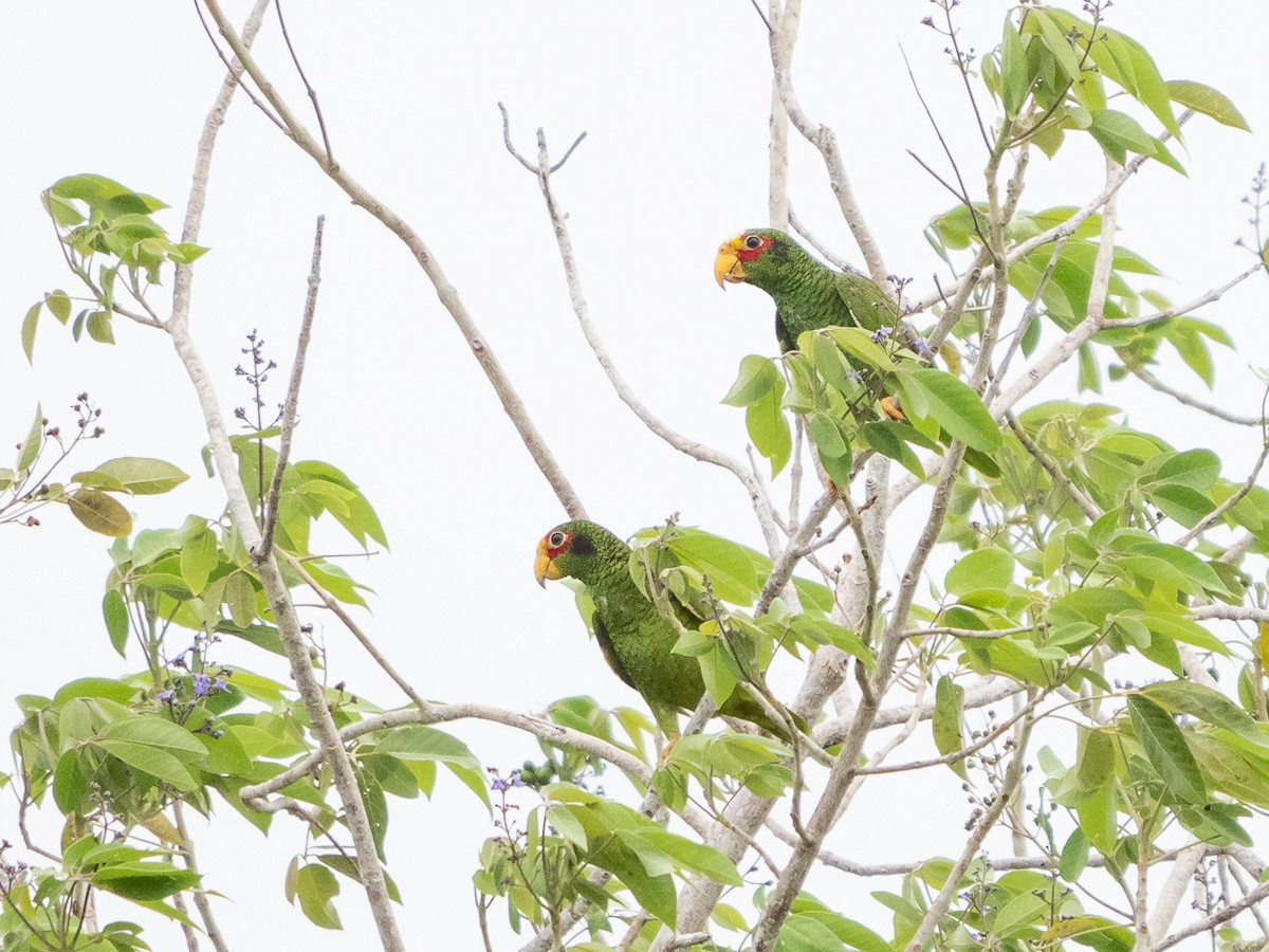 Yellow-lored Parrot - ML219629901