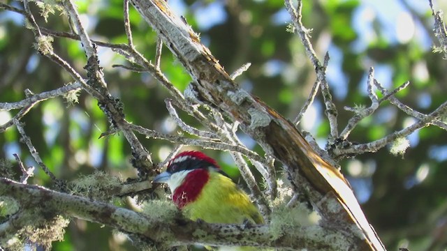  - Scarlet-banded Barbet