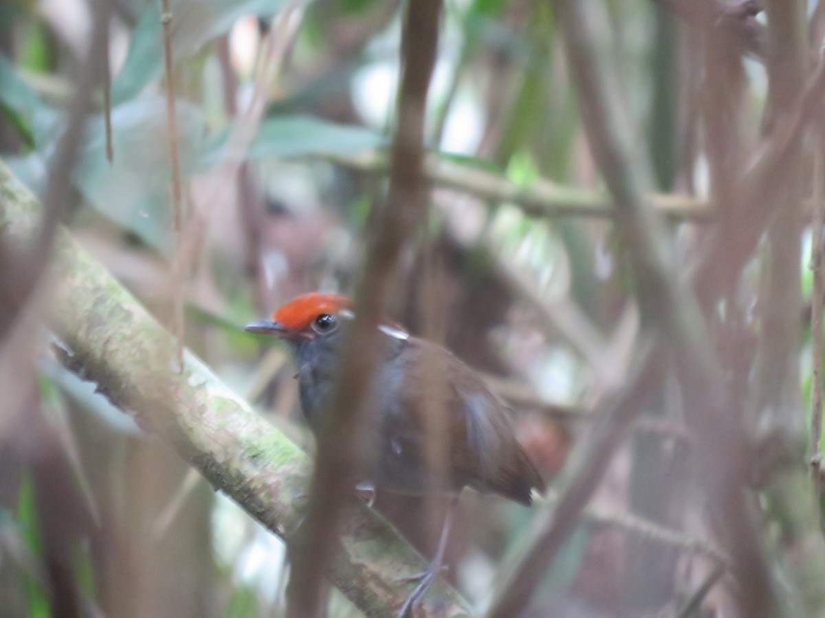 Chestnut-crowned Gnateater - ML219634481
