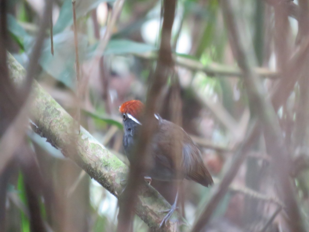 Chestnut-crowned Gnateater - ML219634501