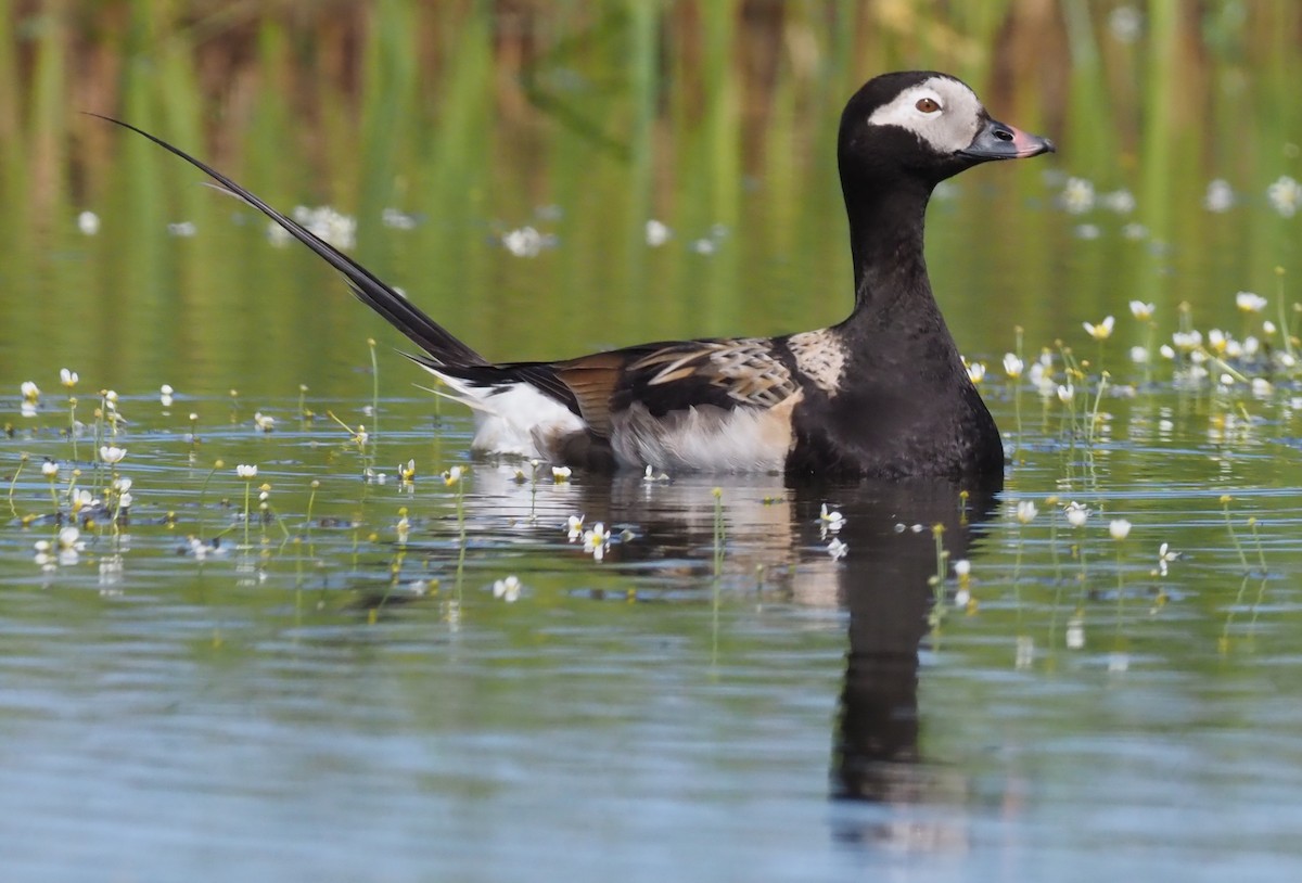 Long-tailed Duck - Stephan Lorenz