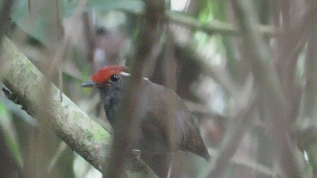Chestnut-crowned Gnateater - ML219635021