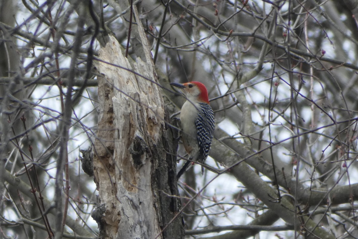 Red-bellied Woodpecker - ML219636691