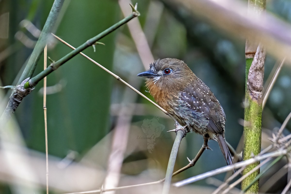 Moustached Puffbird - Untamed Expeditions