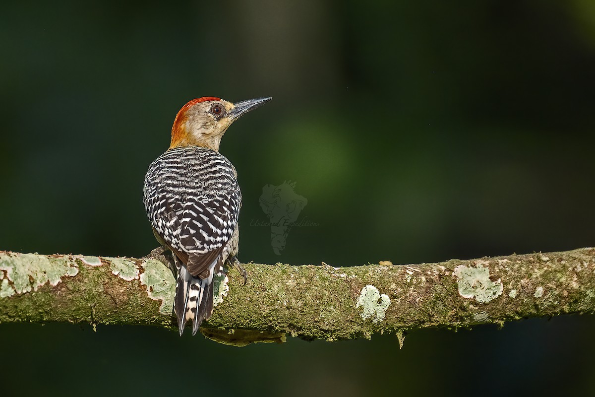 Red-crowned Woodpecker - ML219638691