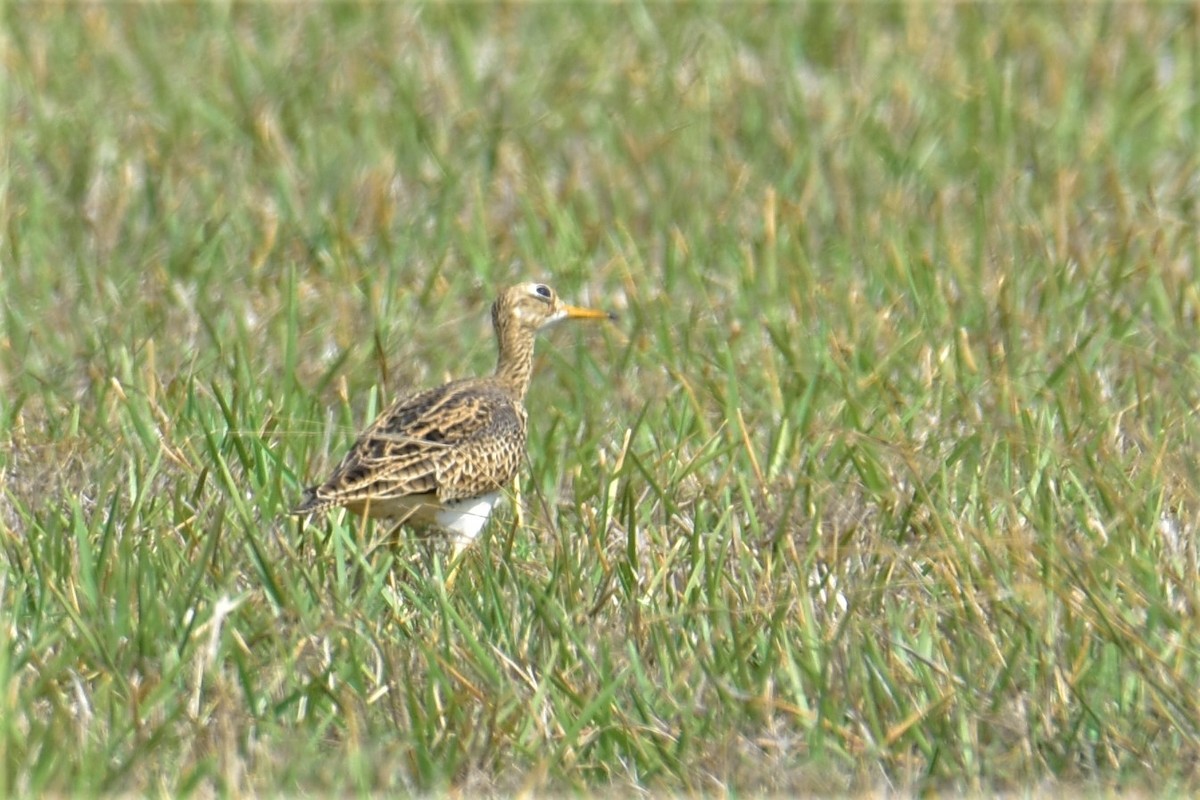 Upland Sandpiper - Charles Young