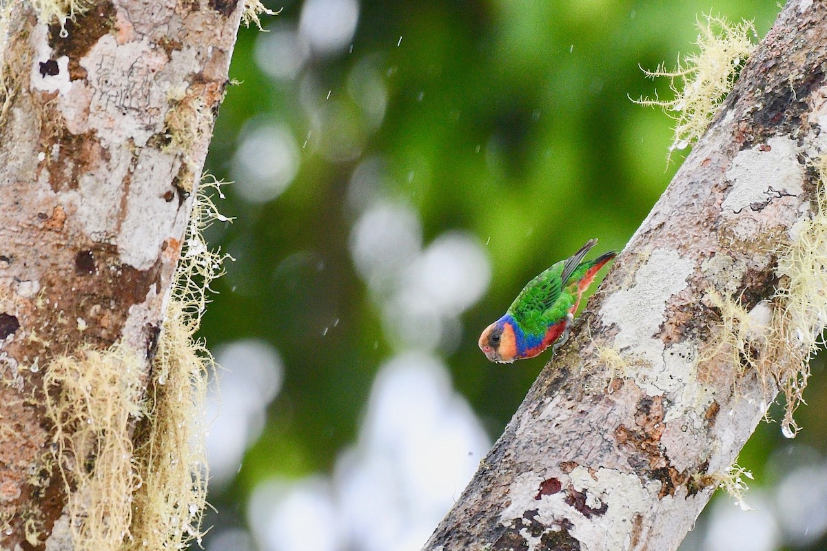 Red-breasted Pygmy-Parrot - Jacques Erard