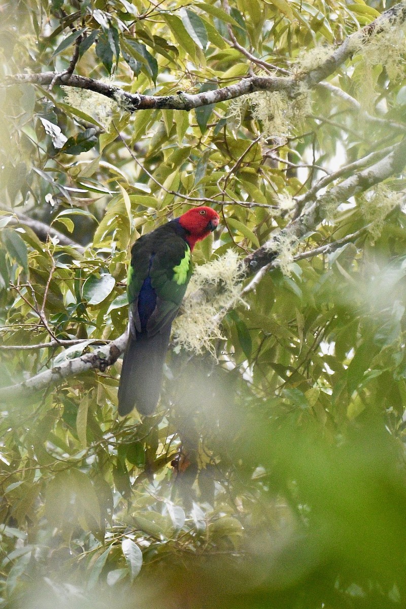Papuan King-Parrot - Jacques Erard
