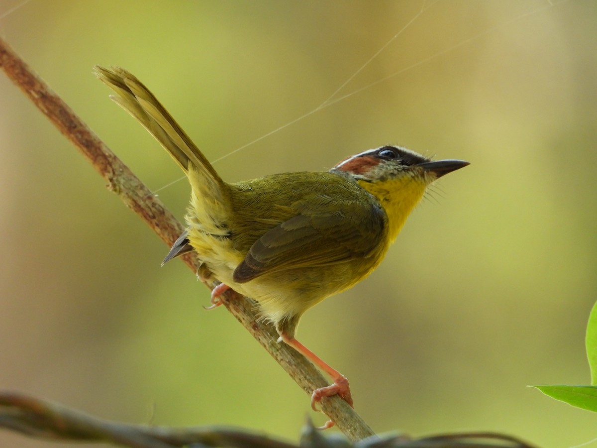Rufous-capped Warbler - Adrianh Martinez-Orozco