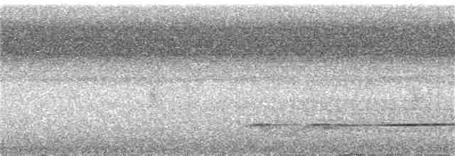 Batılı Çizgili Pufkuşu - ML219645271
