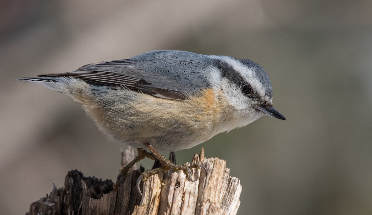 Red-breasted Nuthatch - Simon Boivin