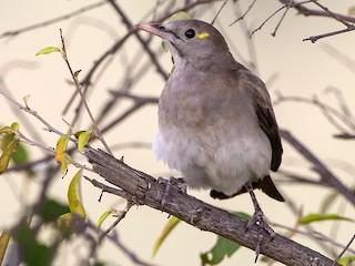 非繁殖期の成鳥／未成鳥 - Marco Valentini - ML219649981