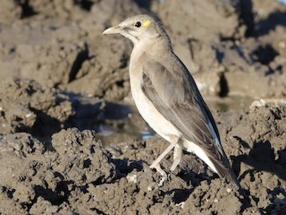 นกเต็มวัยชุดขนนอกฤดูผสมพันธุ์หรือนกวัยรุ่น - Holger Teichmann - ML219649991