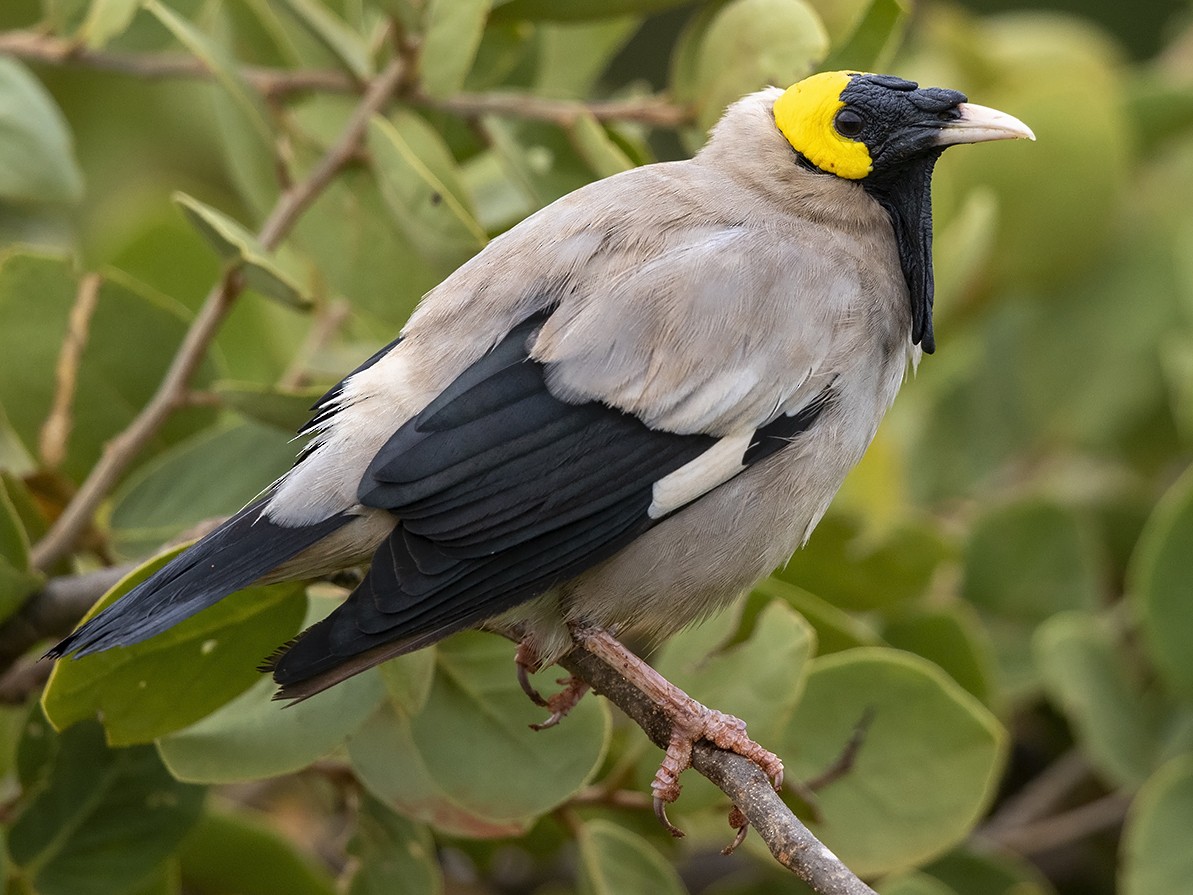 Wattled Starling - Niall D Perrins