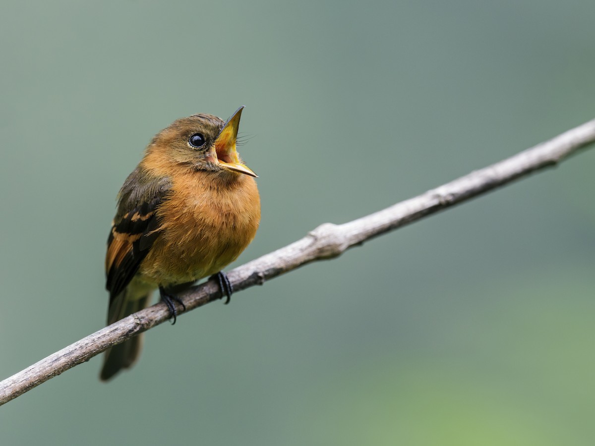 Cinnamon Flycatcher (Andean) - ML219650211