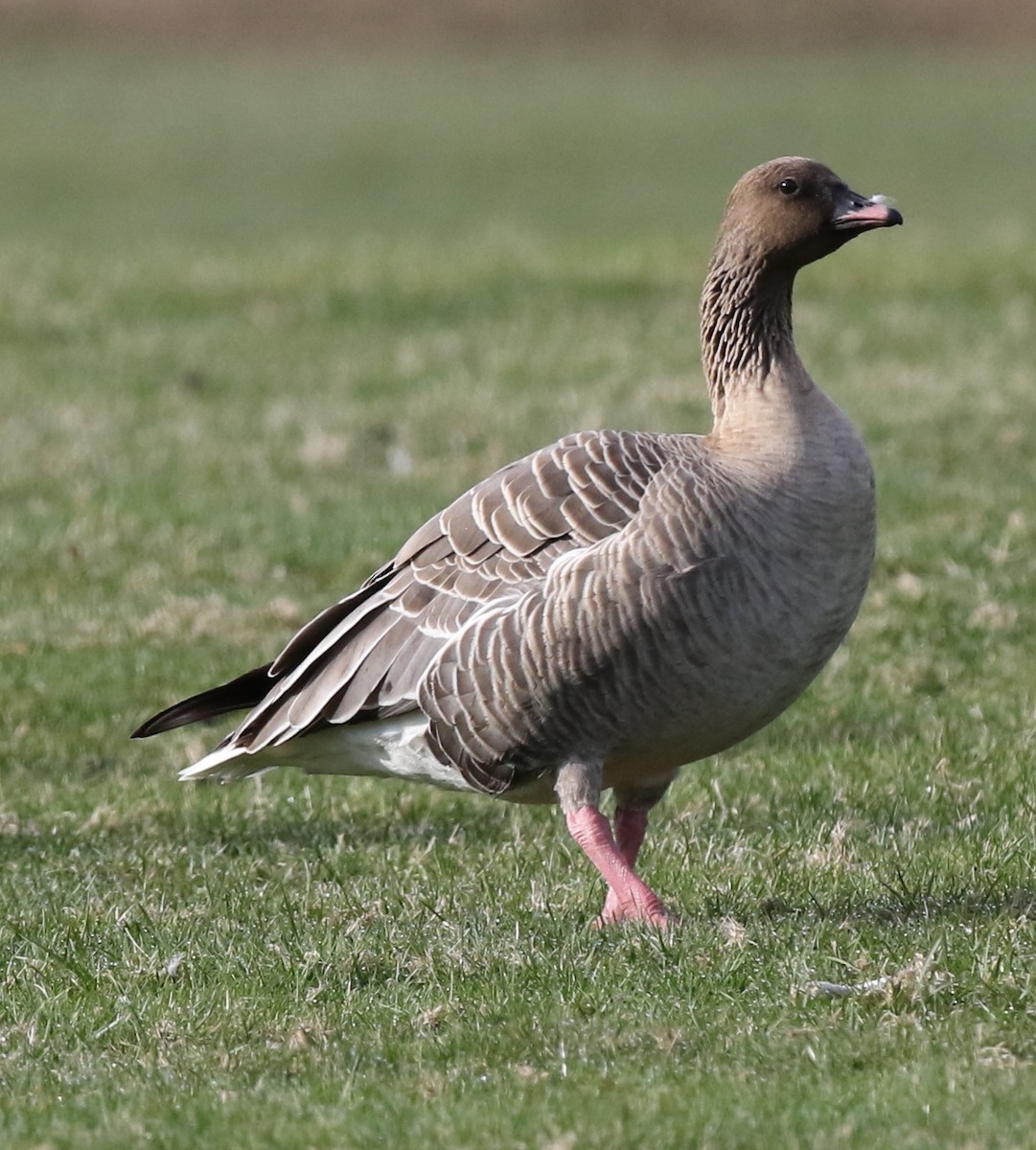 Pink-footed Goose - Dan Zimberlin
