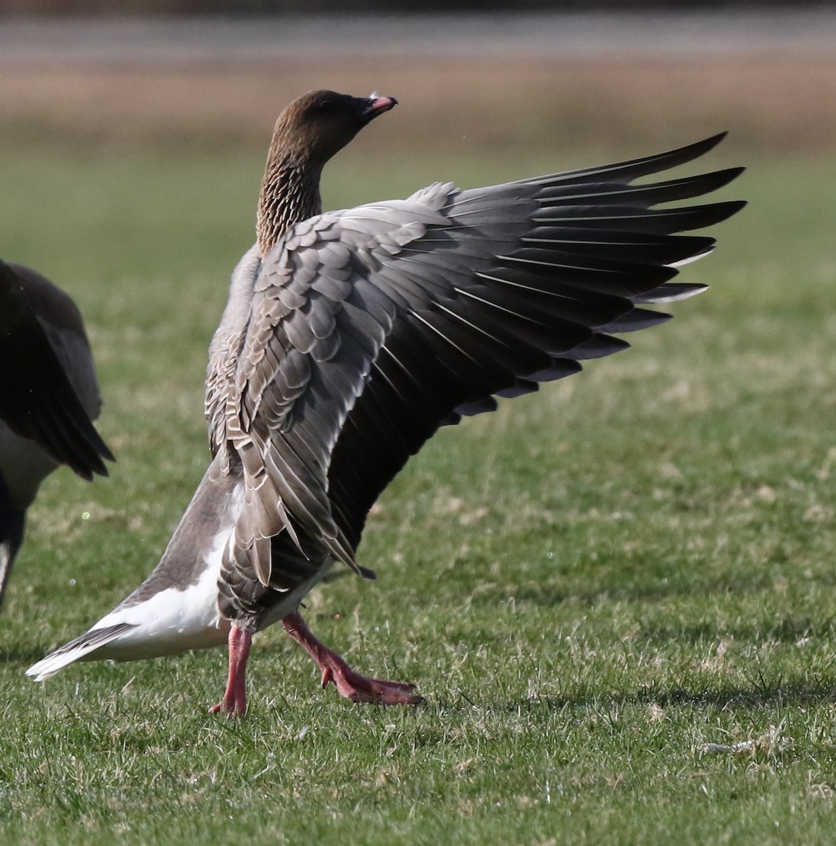 Pink-footed Goose - ML219651021