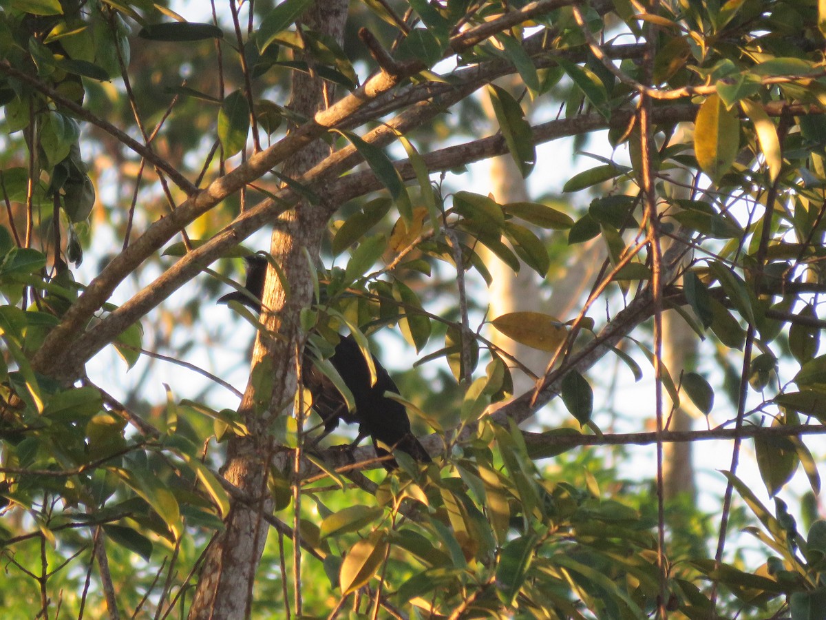 Amazonian Umbrellabird - ML219652431