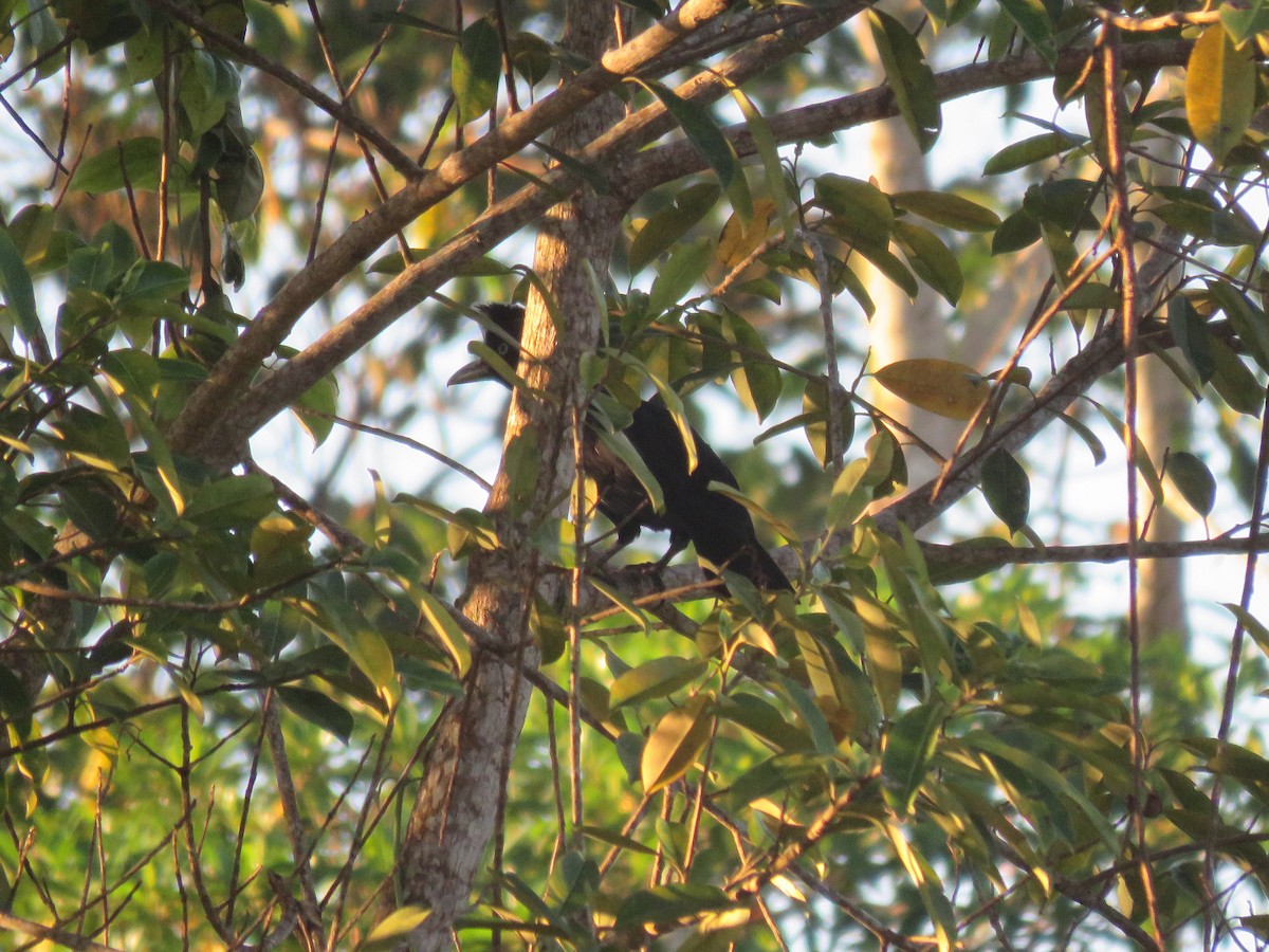 Amazonian Umbrellabird - Fernando Angulo - CORBIDI