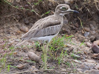  - Water Thick-knee