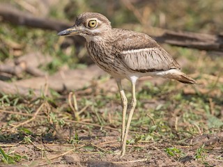  - Water Thick-knee
