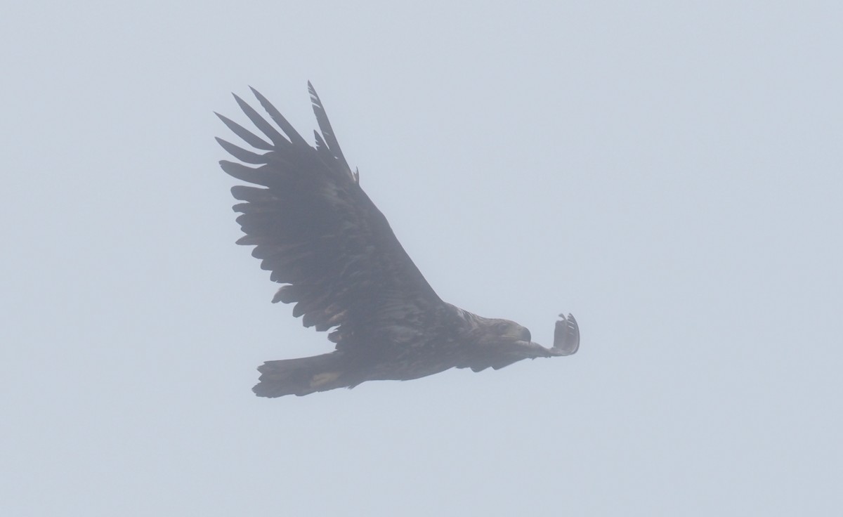 White-tailed Eagle - ML219654181