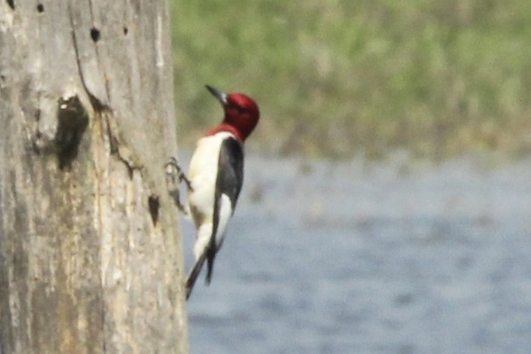 Red-headed Woodpecker - David Marjamaa