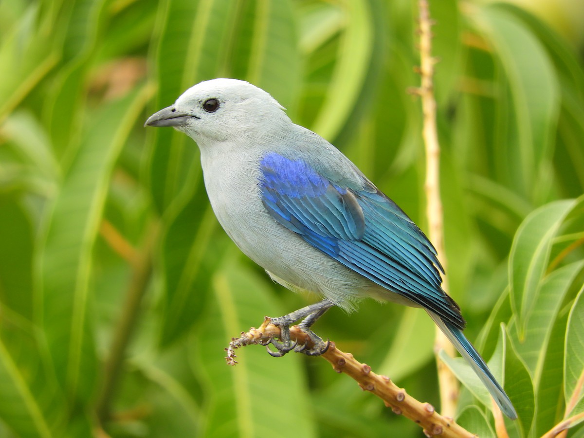 Blue-gray Tanager - ML219661981