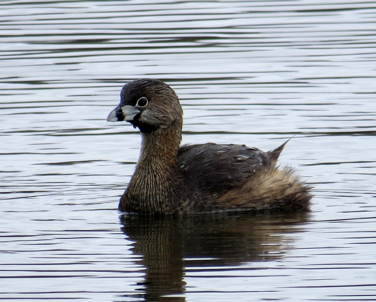 Pied-billed Grebe - Pam Campbell