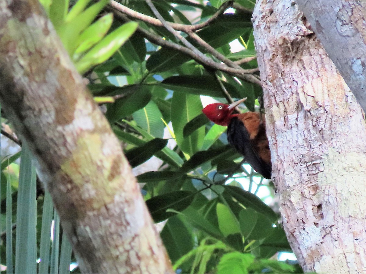 Red-necked Woodpecker - Randy Morgan