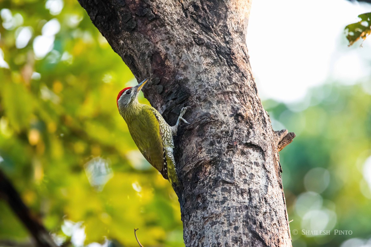 Streak-throated Woodpecker - Shailesh Pinto
