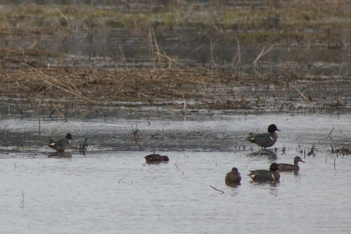 Green-winged Teal - ML219665861
