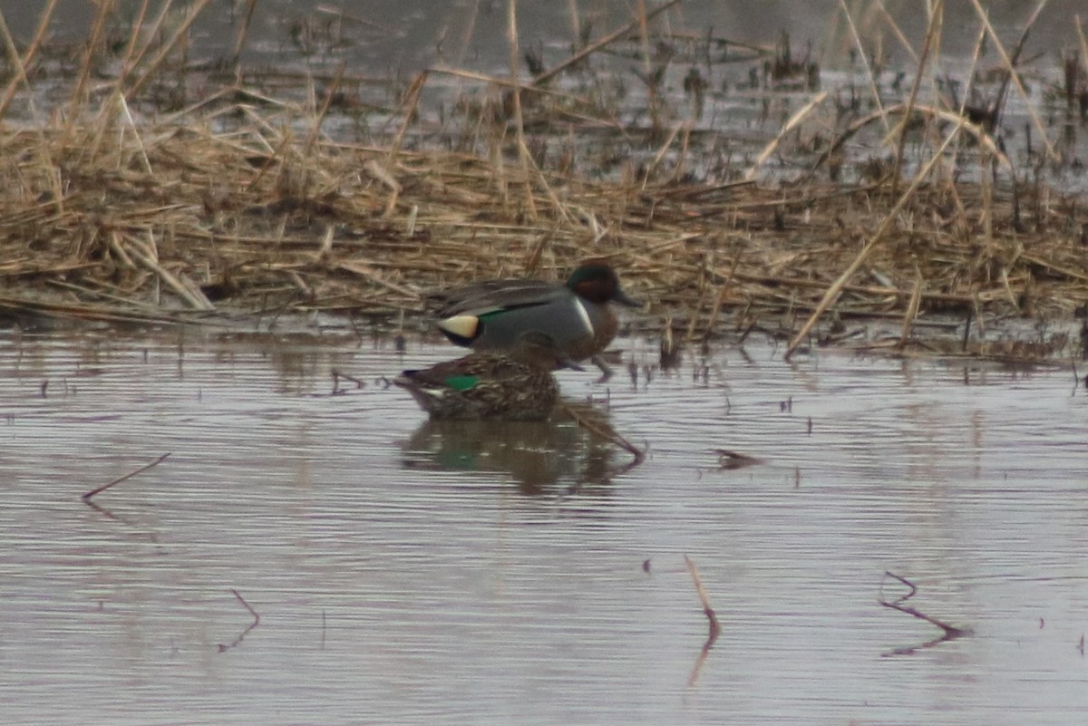 Green-winged Teal - ML219665991