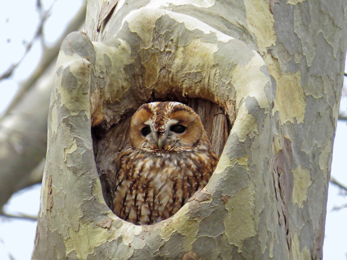 Tawny Owl - ML219667851