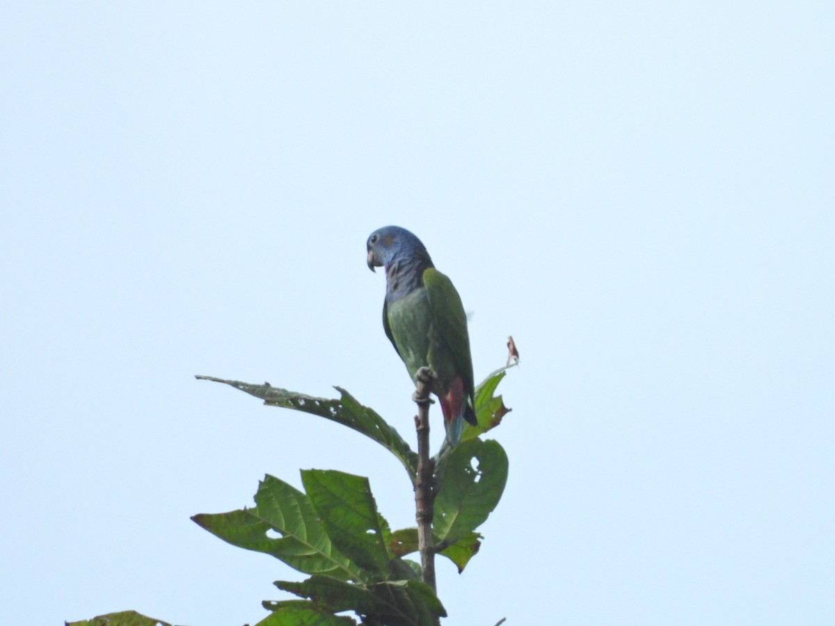Blue-headed Parrot - Sheryl Gracewski