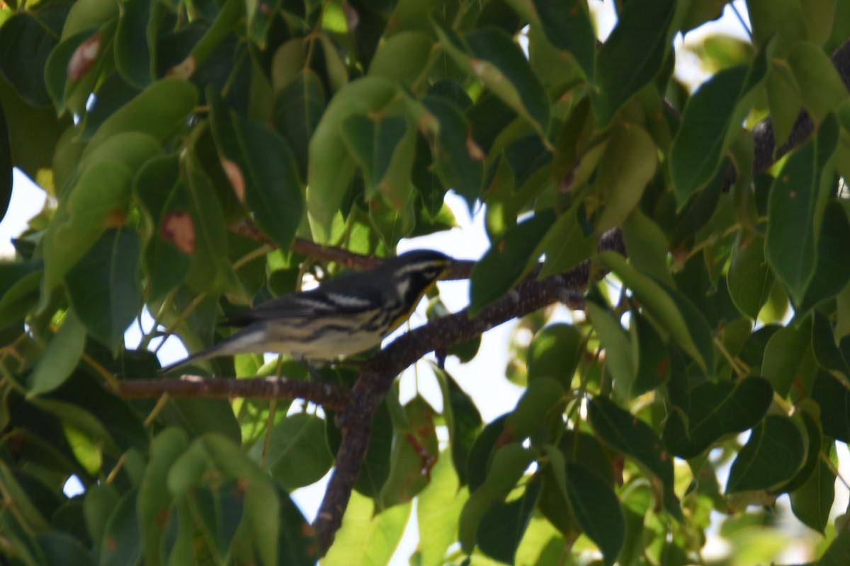 Yellow-throated Warbler (dominica/stoddardi) - ML219674141