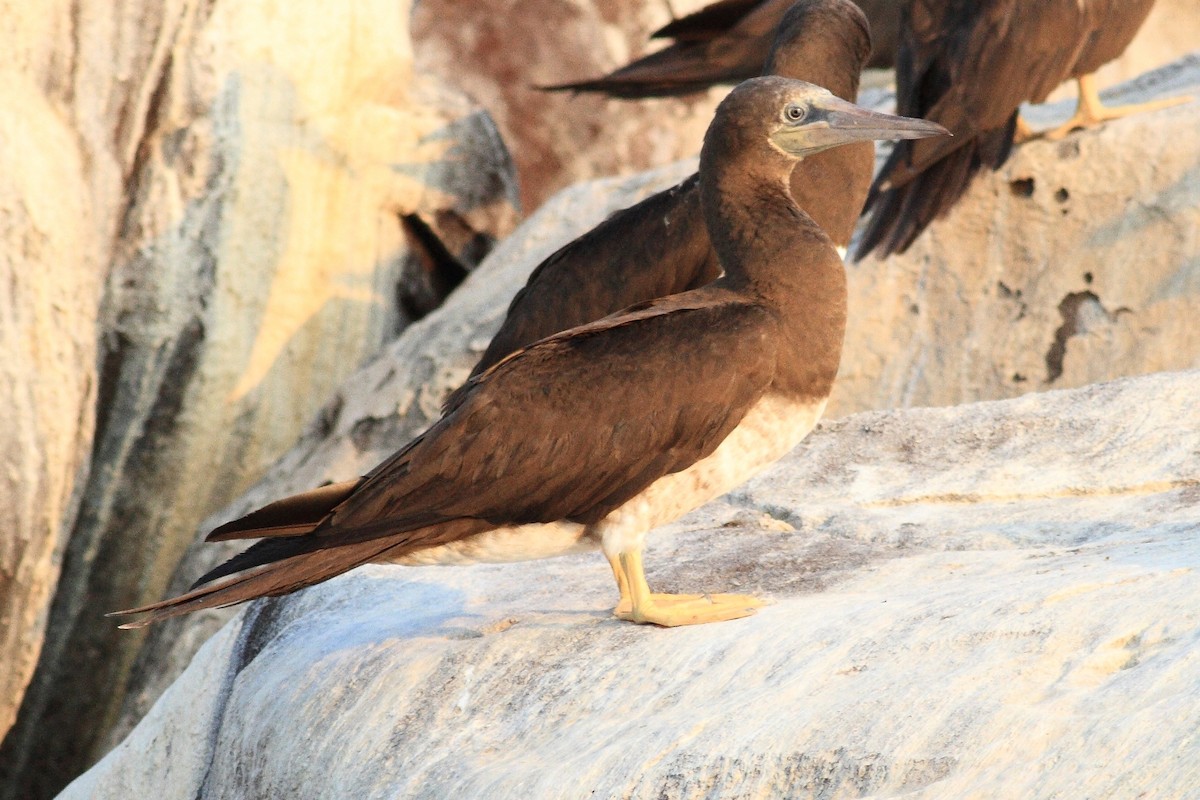 Brown Booby - ML219676151