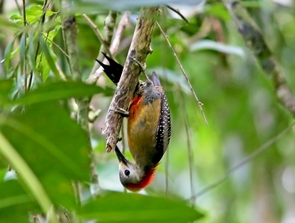 Jamaican Woodpecker - ML219676381