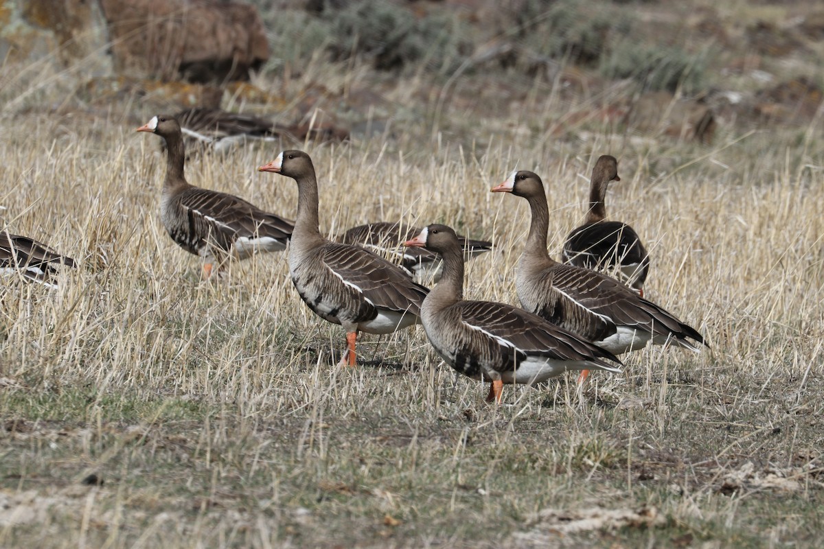 Greater White-fronted Goose - Chuck Gates