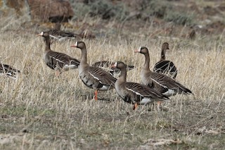 Greater White-fronted Goose, ML219683681