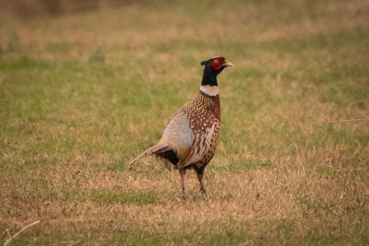 Ring-necked Pheasant - ML219684441