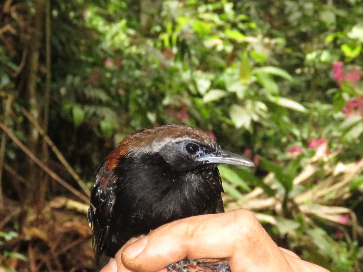 Cordillera Azul Antbird - Fernando Angulo - CORBIDI