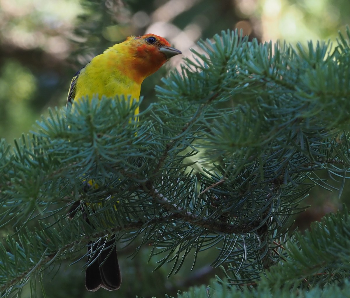 Western Tanager - ML219686001