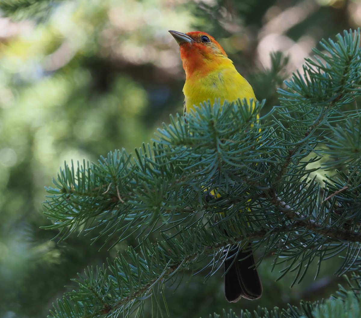 Western Tanager - ML219686061