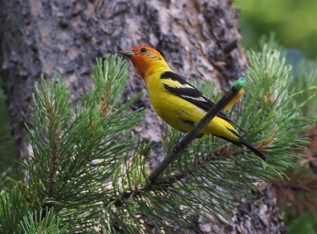 Western Tanager - ML219686131